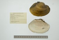 Lampsilis cardium image