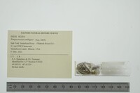 Simpsonaias ambigua image