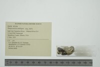 Simpsonaias ambigua image