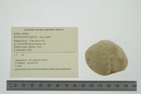 Epioblasma rangiana image