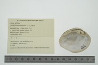 Epioblasma rangiana image