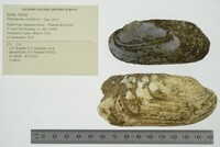 Theliderma cylindrica image