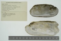 Theliderma cylindrica image