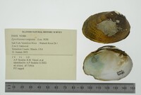 Epioblasma rangiana image