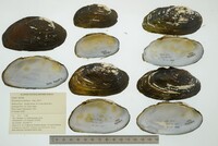 Strophitus undulatus image