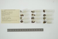 Corbicula largillierti image