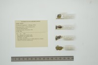 Corbicula largillierti image