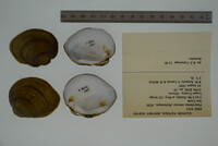 Pleurobema sintoxia image