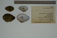 Truncilla donaciformis image