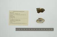 Anodontites cylindracea image