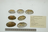 Venustaconcha ellipsiformis image