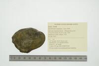 Epioblasma rangiana image