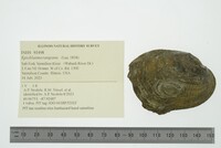 Epioblasma rangiana image