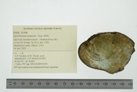 Epioblasma rangiana image