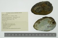 Pleurobema clava image