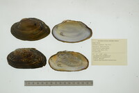 Strophitus undulatus image