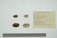 Toxolasma parvum image