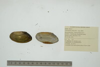 Utterbackia imbecillis image