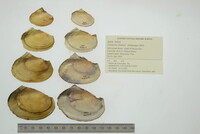 Potamilus ohiensis image
