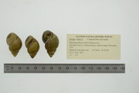 Campeloma decisum image