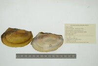 Leptodea fragilis image