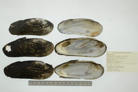 Margaritifera monodonta image