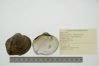 Quadrula quadrula image