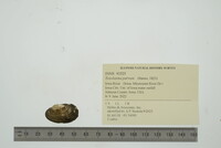 Toxolasma parvum image