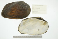 Tritogonia verrucosa image