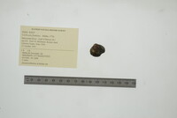 Corbicula fluminea image