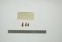 Pleurocera acuta image