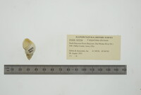 Campeloma decisum image