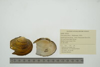 Fusconaia flava image