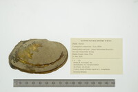 Lasmigona compressa image