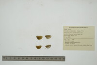 Dreissena polymorpha image