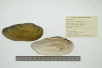 Lampsilis teres image