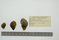 Campeloma decisum image