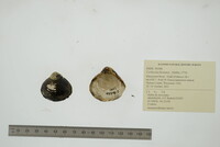 Corbicula fluminea image