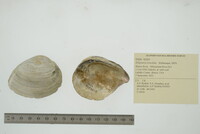 Ellipsaria lineolata image