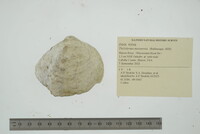 Theliderma metanevra image