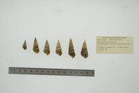 Pleurocera acuta image