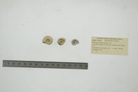 Planorbella trivolvis image