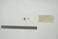 Helisoma anceps image