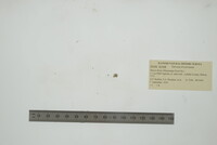 Valvata tricarinata image