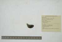 Dreissena polymorpha image