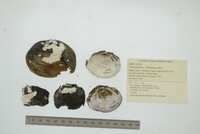 Fusconaia flava image