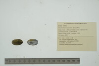 Toxolasma texasiense image