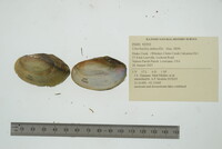 Utterbackia imbecillis image