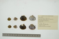 Corbicula fluminea image