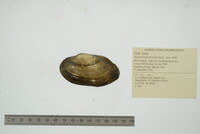 Anodontoides ferussacianus image